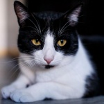 Защо трябва да галим домашните котки и кучета