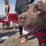 В Италия кучета отговарят за живота на плажуващите