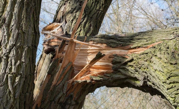 Паднало дърво при буря отне живота на трима души в Австрия