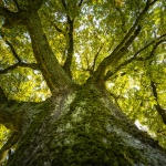 Древен дъб в Италия се оказа на 1000 години