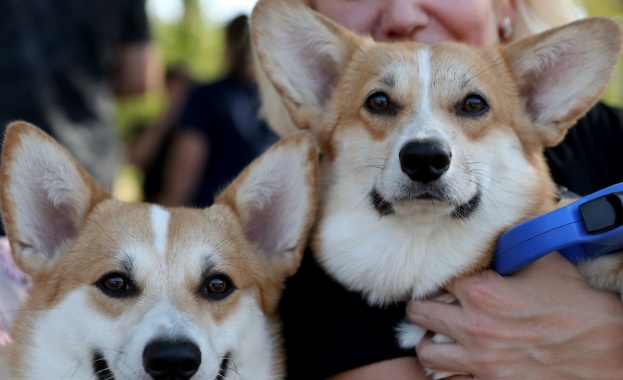 Президентът на Руската киноложка федерация РКФ Владимир Голубев посочи десет