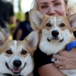 Идеалните породи кучета за града