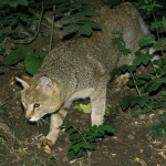 Заснеха редки кадри на северния подвид на тръстиковата котка 