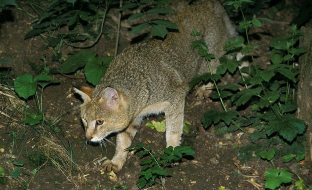 Фотокапани уловиха редки кадри на които се вижда Felis chaus