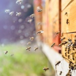 Проучване: Пчелите обичат да си играят