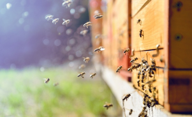 Пчелите, микропластмасата и как насекомите участват в разпространението й