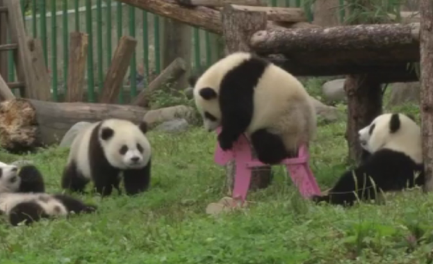 Сладки панди отпразнуваха първия си рожден ден в Китай 