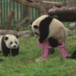 Сладки панди отпразнуваха първия си рожден ден в Китай 