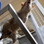 Награждават гигантски плъх за откриване на мини