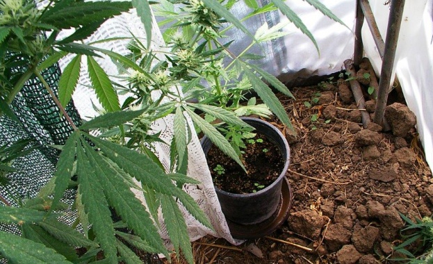 Митнически служители задържаха 17 035 кг марихуана в автомобил на МП