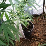 Германското правителство одобри легализиране на канабиса 