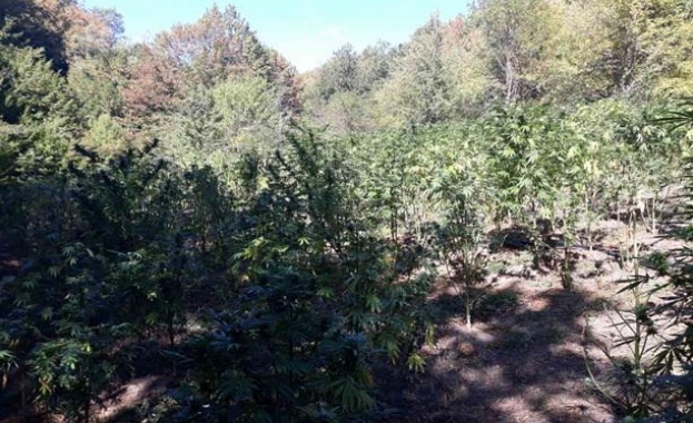 Мащабна специализирана полицейска операция за противодействие на производството и разпространението