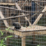 Маймуните от Столичния зоопарк се нанесоха в обновения сектор 