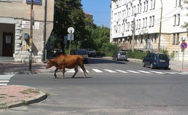 Две полицейски патрулни коли моторизиран полицай и екип на Общинска