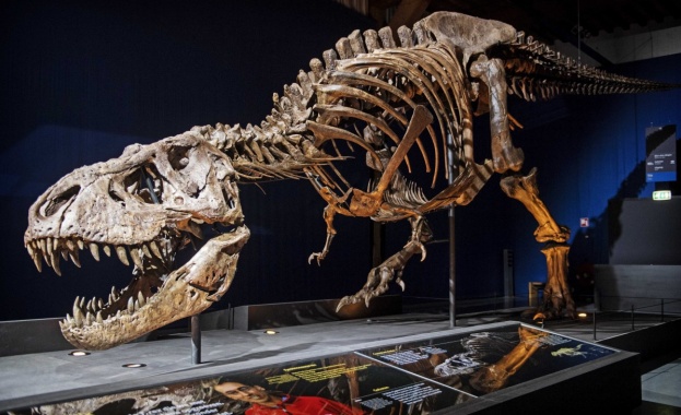 Скелетът на Тиранозавър рекс живял преди около 67 милиона години