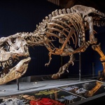 Продадоха Тиранозавър за рекордните 31,8 млн. долара