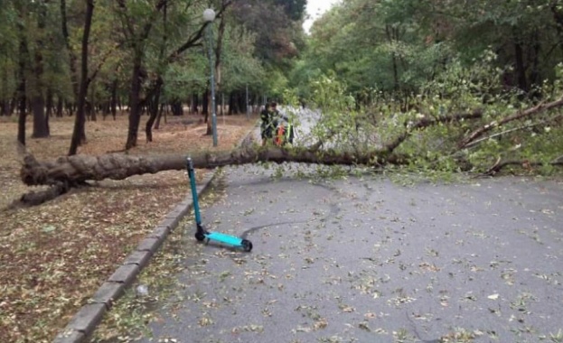 Дърво е паднало върху дете в пловдивския парк Лаута За