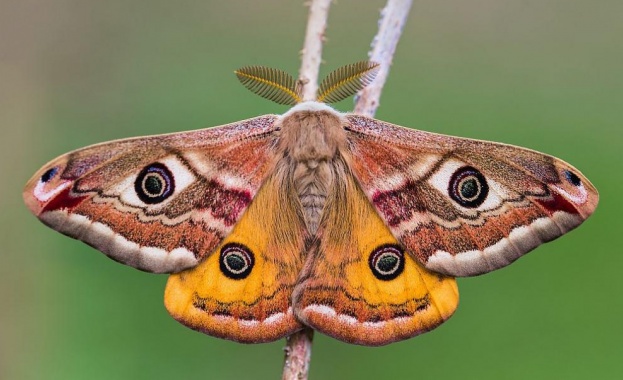 Не всички молци са кафяви и скучни Някои видове са