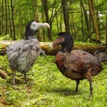 Защо са изчезнали птицата додо и гигантският лемур на Мадагаскар