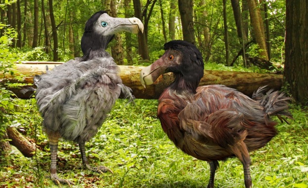 Защо са изчезнали птицата додо и гигантският лемур на Мадагаскар