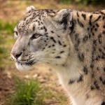 Снежният леопард Никс е новият обитател на Софийския зоопарк 