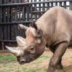 На 46 години почина най-възрастният черен носорог в света 