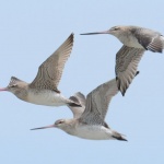 Рекорд: Птица прелетя по-дълго разстояние от „Боинг 787”