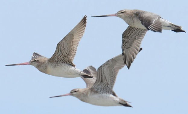 Пернатото е направило презокеанския си маратон без прекъсване Птица прелетяла