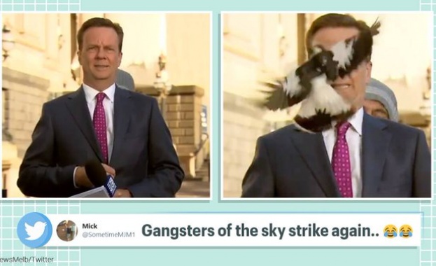 Сврака се спусна пред лицето на австралийски репортер малко преди