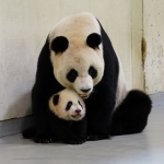 В Нидерландия се радват на бебе панда от мъжки пол 