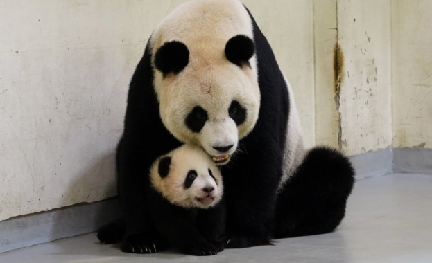В Нидерландия се радват на бебе панда от мъжки пол 