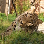 В Софийския зоопарк вече има и женски персийски леопард