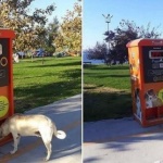 Уникална хранилка за бездомни животни създаде турска фирма