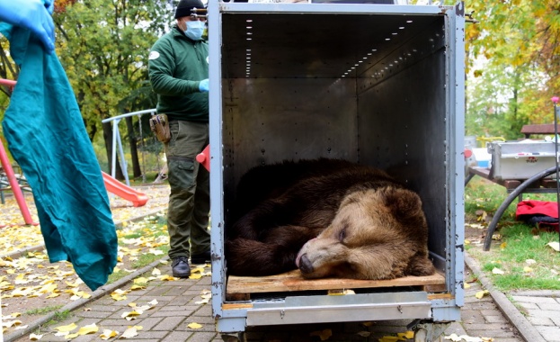 От днес Паркът за танцуващи мечки край Белица има нов