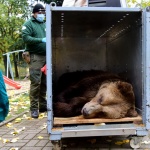След едногодишни усилия мечокът Теди пристигна от Северна Македония в Белица