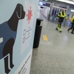 Кучетата откриват коронавирус по-бързо от PCR тестовете