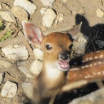 Роди се петнисто виетнамско еленче в столичния зоопарк 