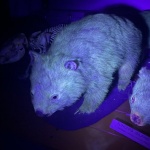 Вомбатите имат флуоресцентна козина