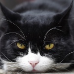 Какви хора не са любимци на котките?