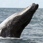 Гърбат кит „разгледа” Статуята на свободата