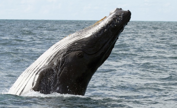 Гърбат кит беше хванат в кадър пред Статуята на свободата