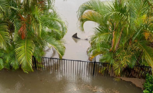 Акула поплува в двор на къща