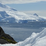 Единственото местно насекомо на Антарктида застрашено от изчезване заради затоплянето