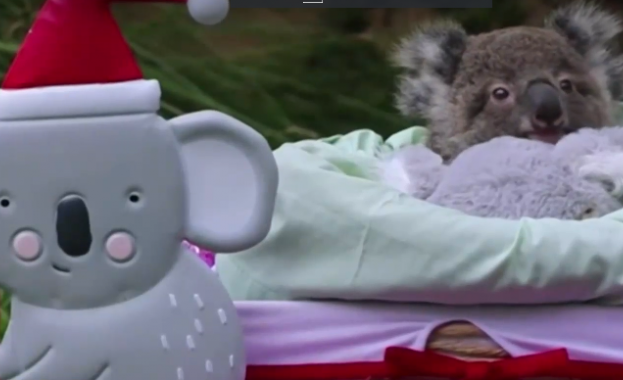 КРОСС Зоологическата градина не работи но управителите ѝ се