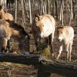 Центърът за защита на природата и животните в Добрич поздравява своите приятели за Коледа