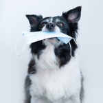 Продажбите на предпазни маски за кучета отчитат рекорд