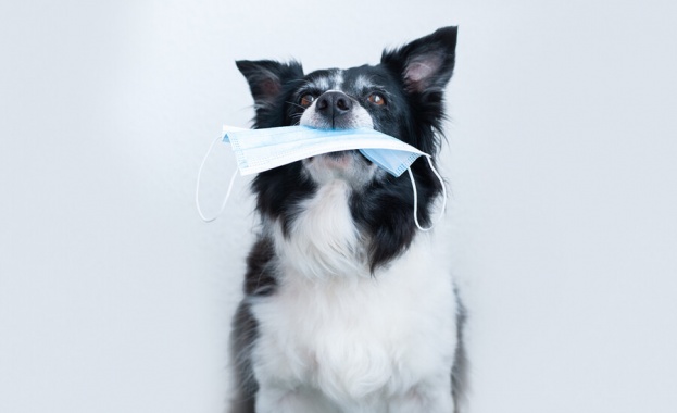 През пандемичната 2020 година продажбите на лицеви маски за кучета