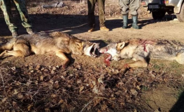 Изключително едър мъжки вълк около 80 кг отстреляха ловци