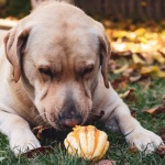Езикът на тялото- по-важен от думите при дресировката на кучета