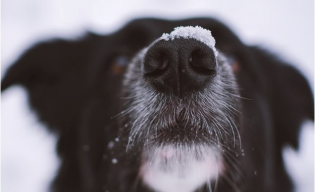 Кучето Тодор което оцеля след полет от 11 ия етаж при